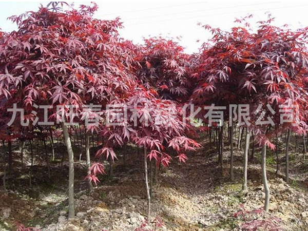 紅楓